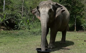 Elephant