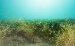 Caulerpa at Omākiwi in June 2023