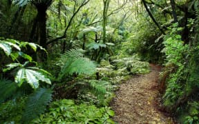 New Zealand bush
