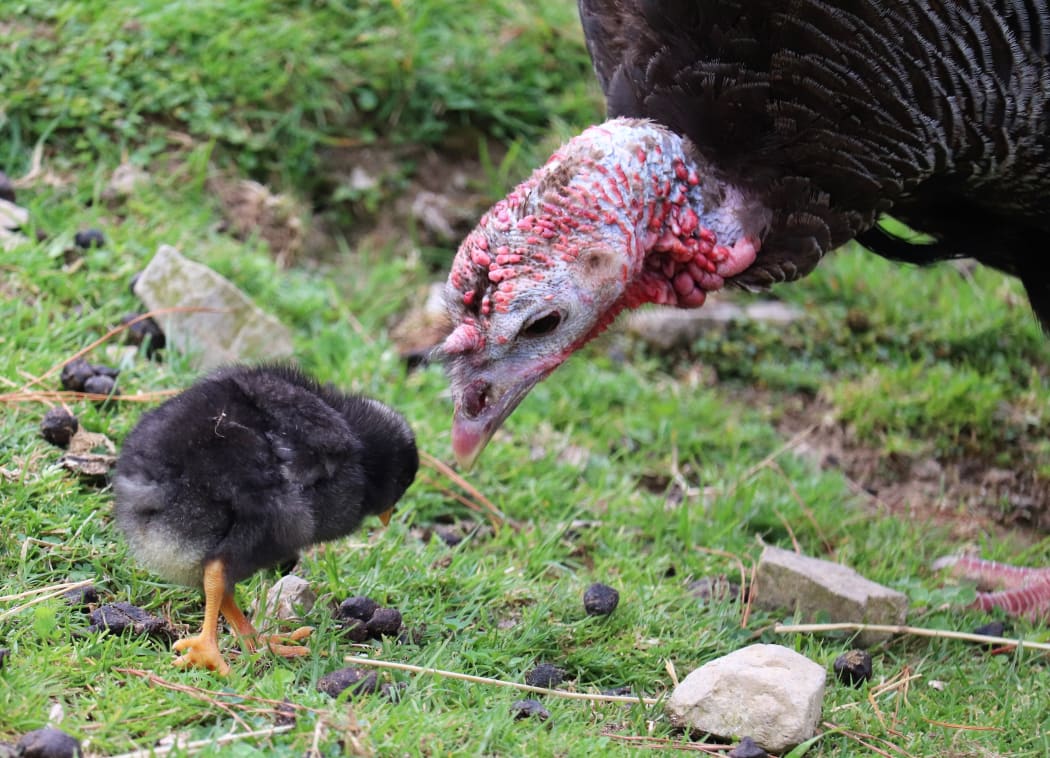 A chicken with its turkey mother at Staglands Wildlife Reserve in Upper Hutt.
