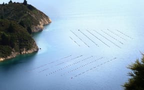 Aquaculture is one of the main industries included in Marlborough’s economic wellbeing strategy.