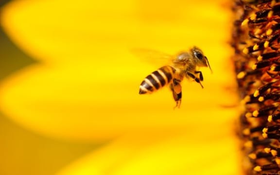 Bee happy