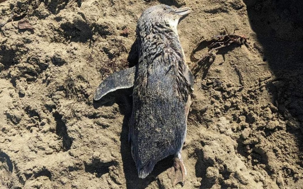 One of four little blue penguins / kororā killed by dogs in Wellington