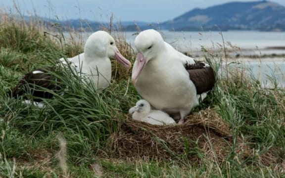 A toroa or northern royal albatross family, at the colony at Otago's Pukekura/ Taiaroa Head, during the 2024/2025 breeding season.