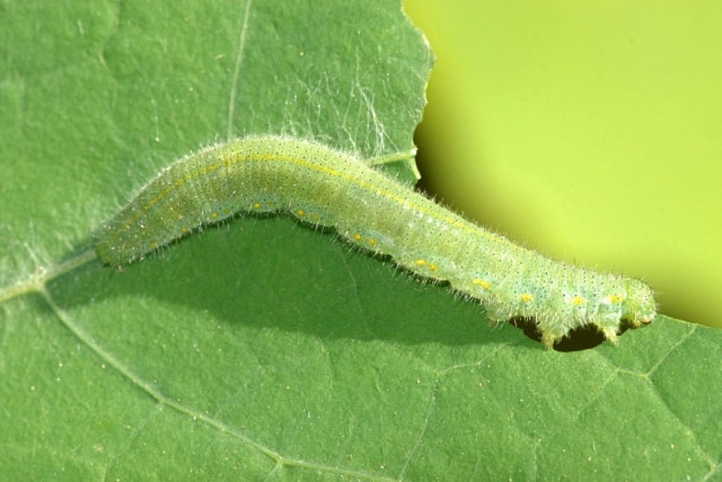 Cabbage caterpillar
