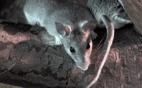 Rats