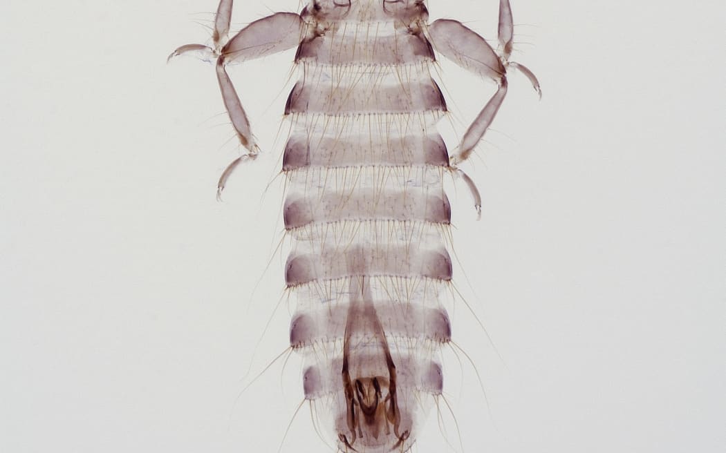 Apterygon mirum Clay 1961 collected North Island New Zealand
