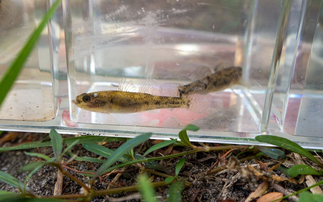 Two small speckled brown fish with big eyes and filigree fins in a transparent water-filled container resting on grass.