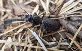 Mecodema ground beetle