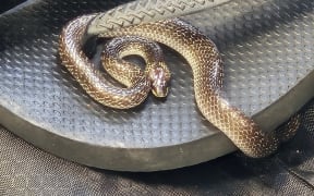 The wolf snake, which was a type of non-venomous boa, was found wrapped around a jandal.