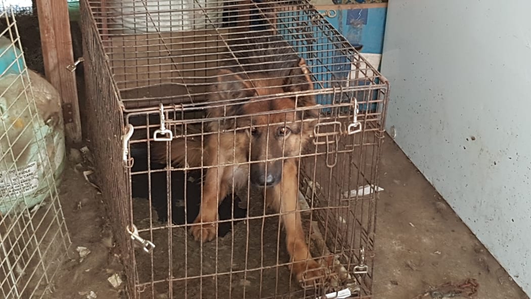 Spca manukau discount