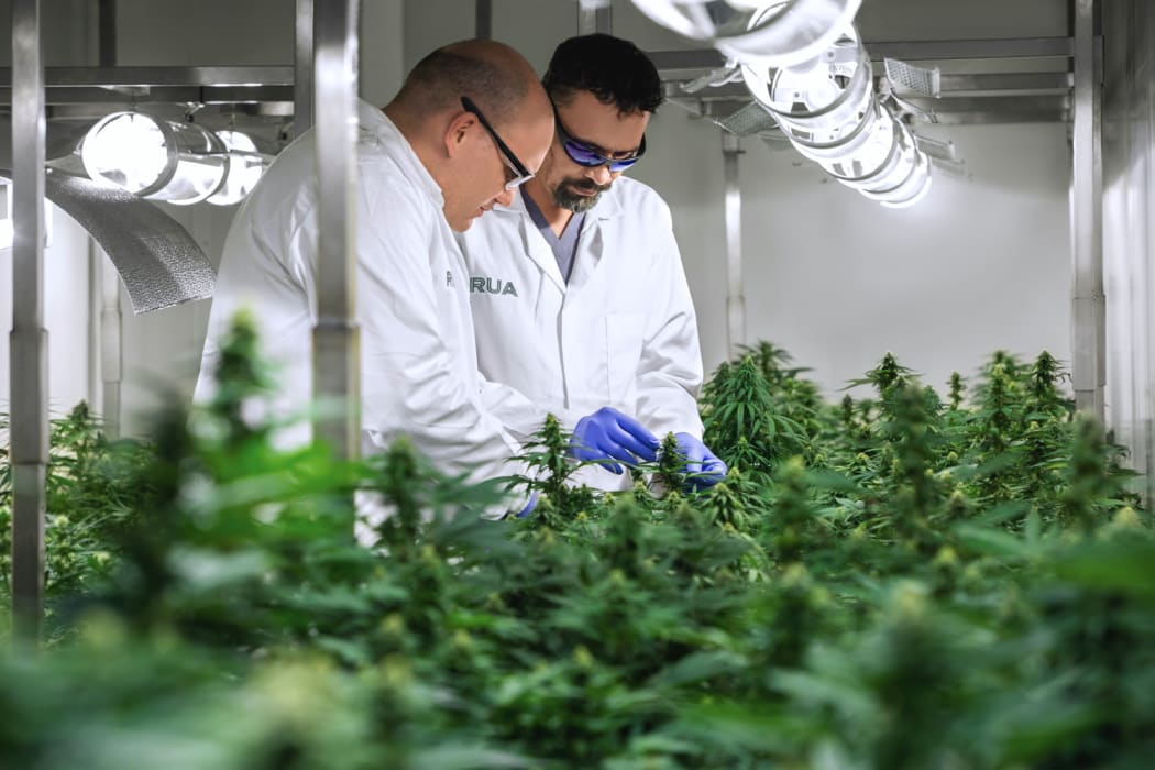 Rua Bioscience co-founder Manu Caddie inspects plants with head grower Brandon Veevers.