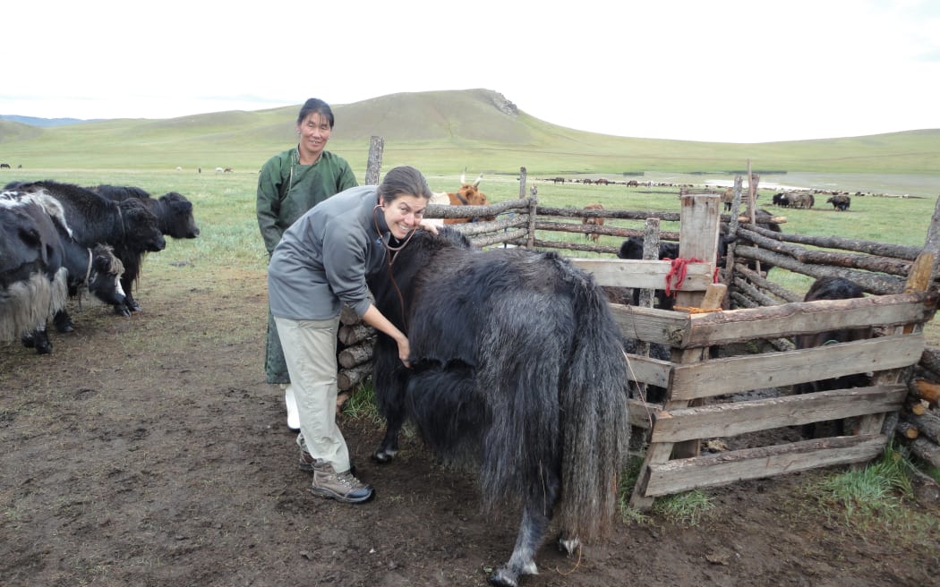 Wilderness Vet Caroline Murray checking out a yak in Mongolia.