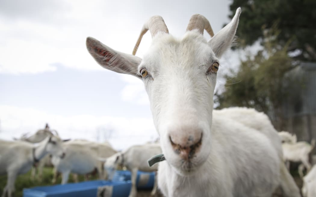 Goats from the farm of Kaikoura Cheese.