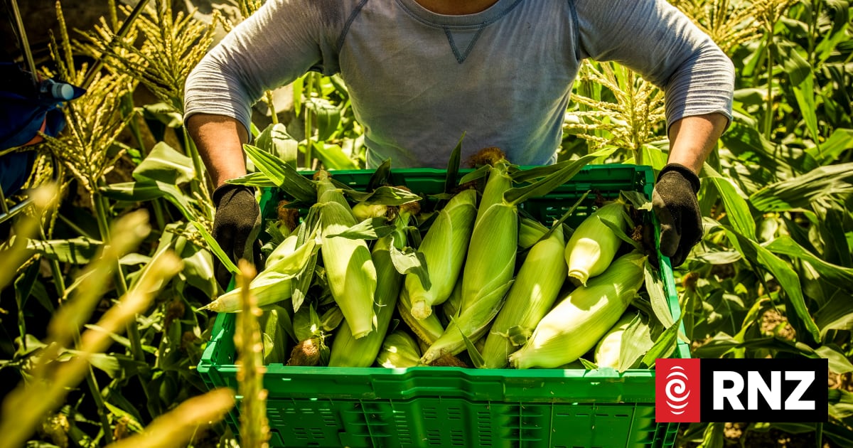 Great corn crop despite 'war against the weather' | RNZ