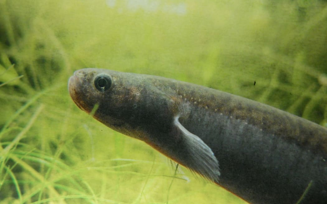 Mudfish or Waikaka