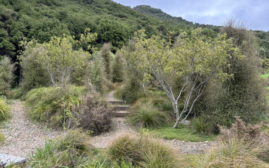 Stone paths winding through scrub and tussock with a forested hill in the background beneath a grey overcast sky.