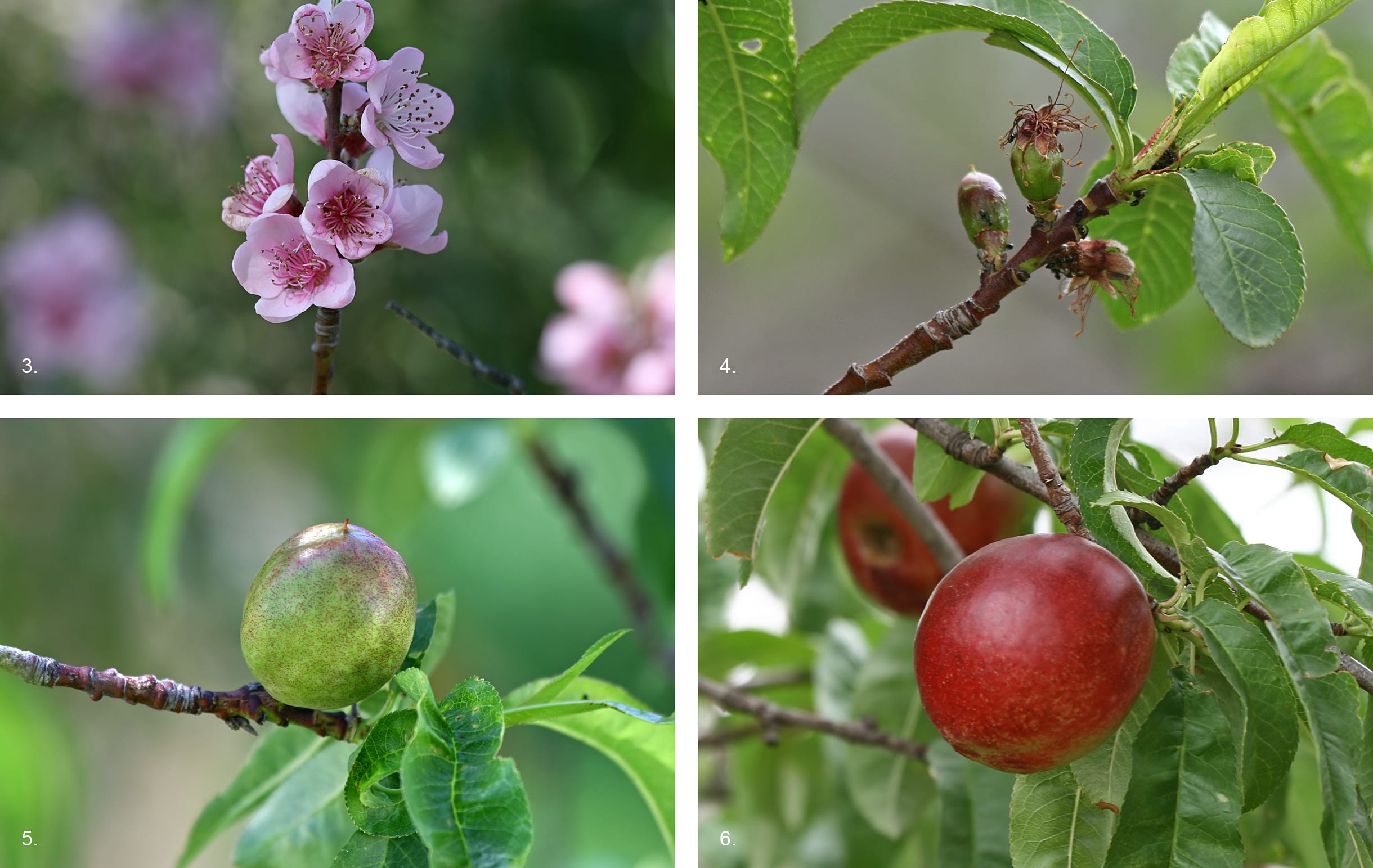 Stone Fruit development