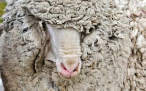 Shrekapo the sheep before being shorn on Easter Monday
