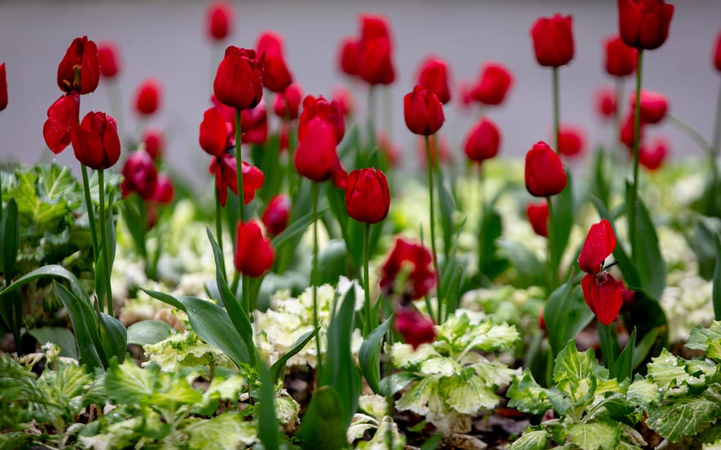 What goes into the planning for Wellington Botanic Garden