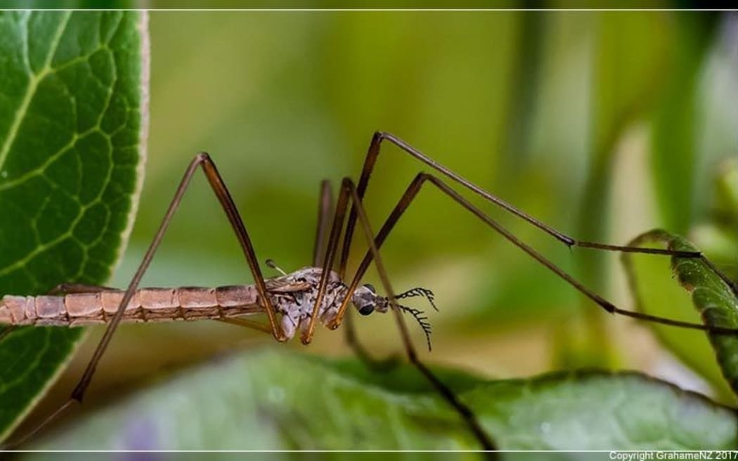 Walking Reindeer Fly