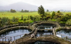 The Paringa Salmon Farm Cafe in south Westland