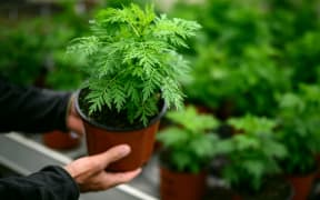 Young Artemisia annua plants which the president of Madagascar has claimed as herbal remedy to prevent and cure the novel coronavirus.