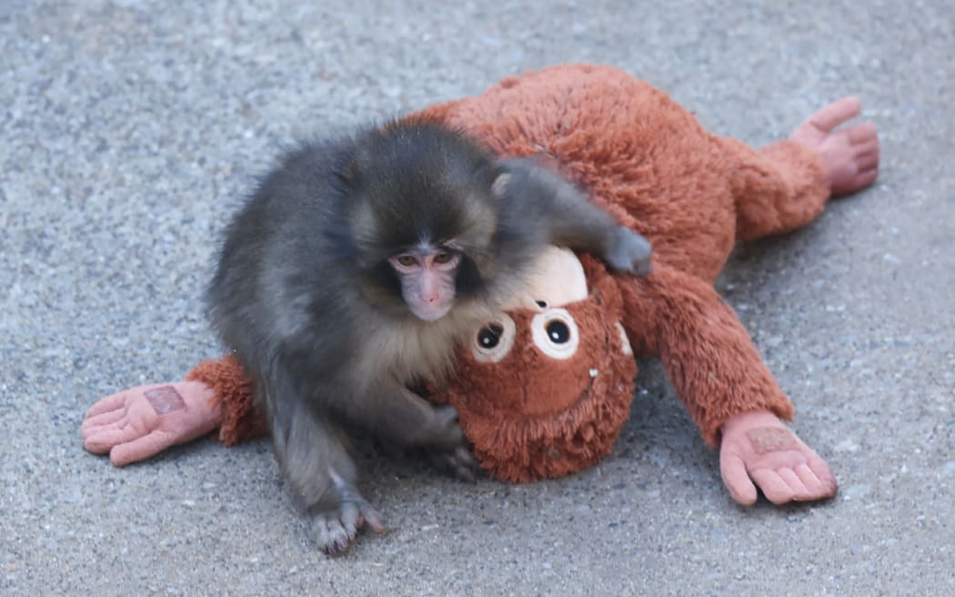 This photo taken on February 19, 2026 shows a 7 month-old male macaque monkey named Punch, who was abandoned by his mother shortly after birth, spending time with a stuffed orangutan toy at Ichikawa City Zoo and Botanical Gardens in Chiba Prefecture. (Photo by JIJI PRESS / AFP) / Japan OUT / JAPAN OUT
