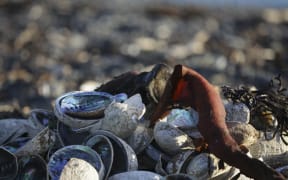 A pile of paua on the beach.