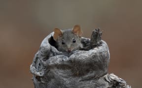 The Mardo (yellow-footed Antechinus)