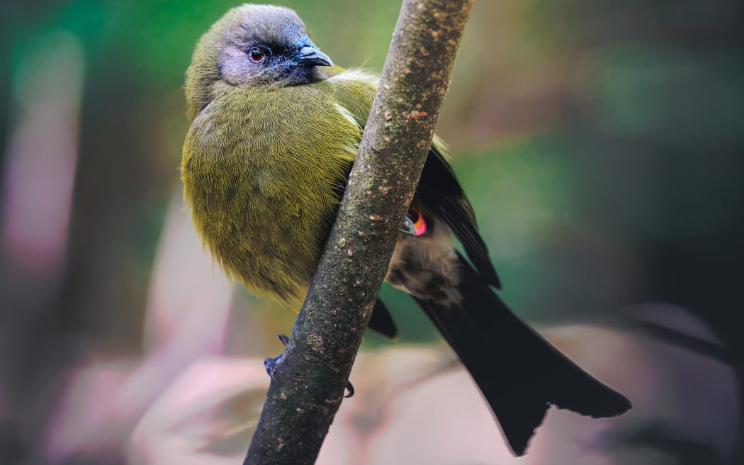 Predator Free Wellington said its efforts to eliminate predators have led to a doubling of native bird life in the Miramar Peninsula.