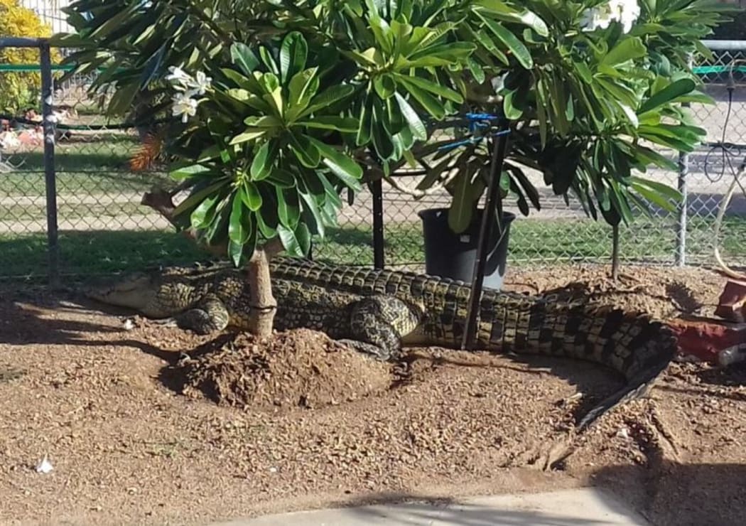A stray 3.8m crocodile was found basking in the sun in Karumba, Queensland, early on 31 December 2016.