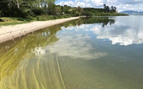 Potentially toxic algae bloom was found near Ohau Channel.
