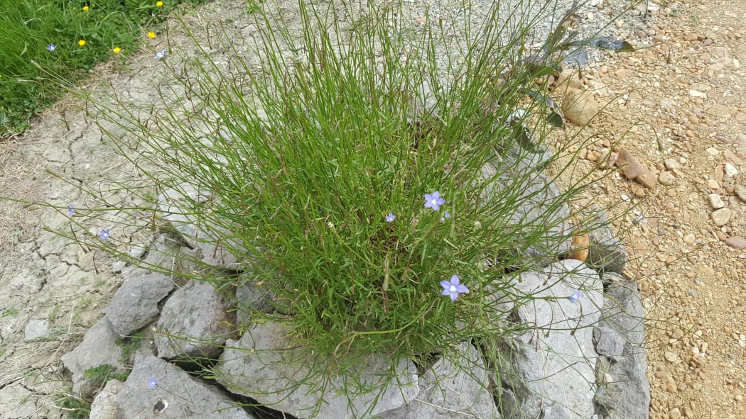 The native harebell Wahlenbergia has delicate star-shaped blue flowers.