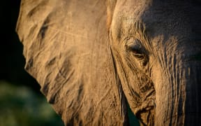 African bush elephant.
