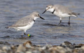 The Department of Conservation wants to ban four-wheel-drives from the upper section of the Ashley Rakahuri River during nesting season to protect braided river native birds such as these wrybill. Photo: Grant Davey, Ashley Rakahuri Rivercare Group