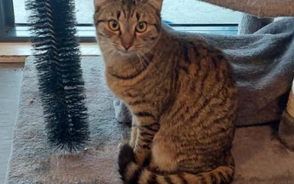 Ferry is a 7 month old female cat at Masterton SPCA. She will need to be rehomed with her cat buddy Meyrick, and staff say she is shy so will need patience, but play is the way to win her over.