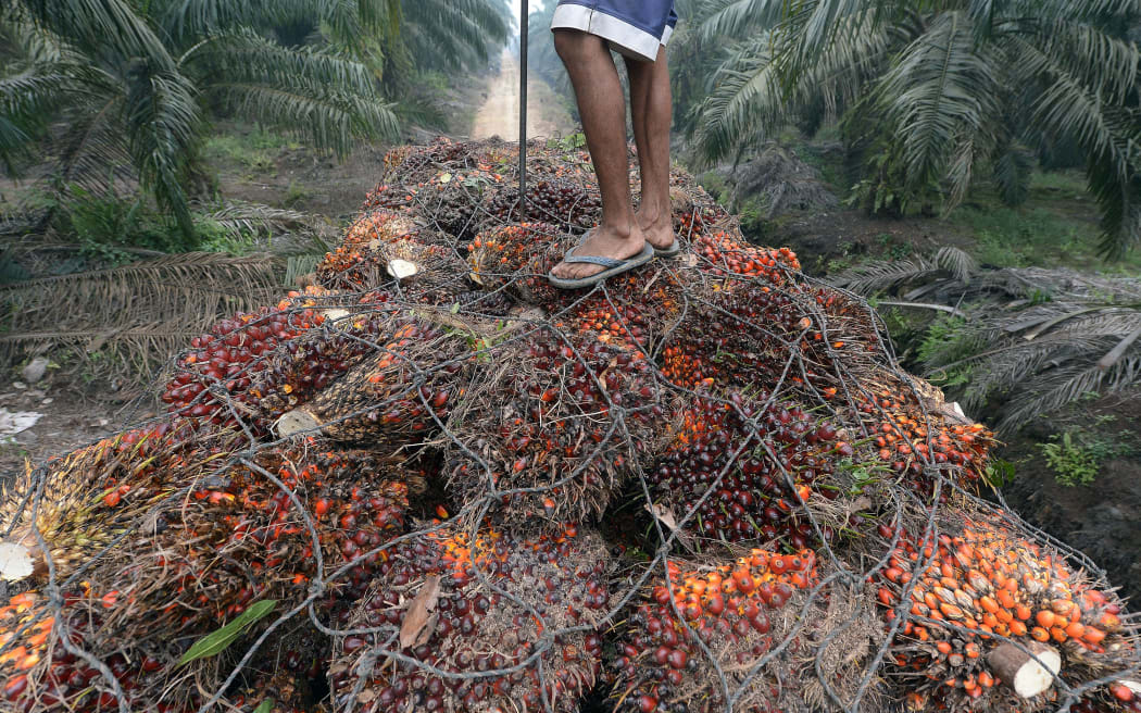 A worker stands on palm oil seeds in the back of a truck at a plantation area in Pelalawan, Riau province in Indonesia's Sumatra island.