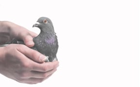 Hello Pigeons