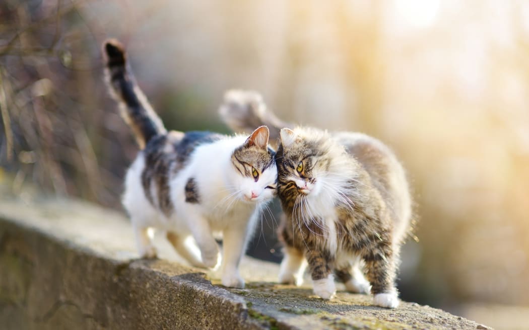 Cats. (File pic)