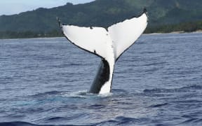 Whale Tail in the Cook Islands.