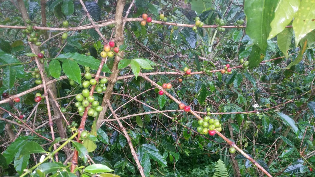Pre-harvest coffee beans, PNG.