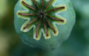 Opium poppy seed head