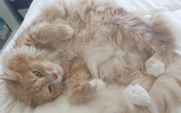 Katie Fitzgerald says she's fallen for the charms of cats and kittens, including trapping stray ones.