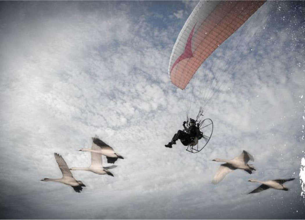 Sacha Dench and swans