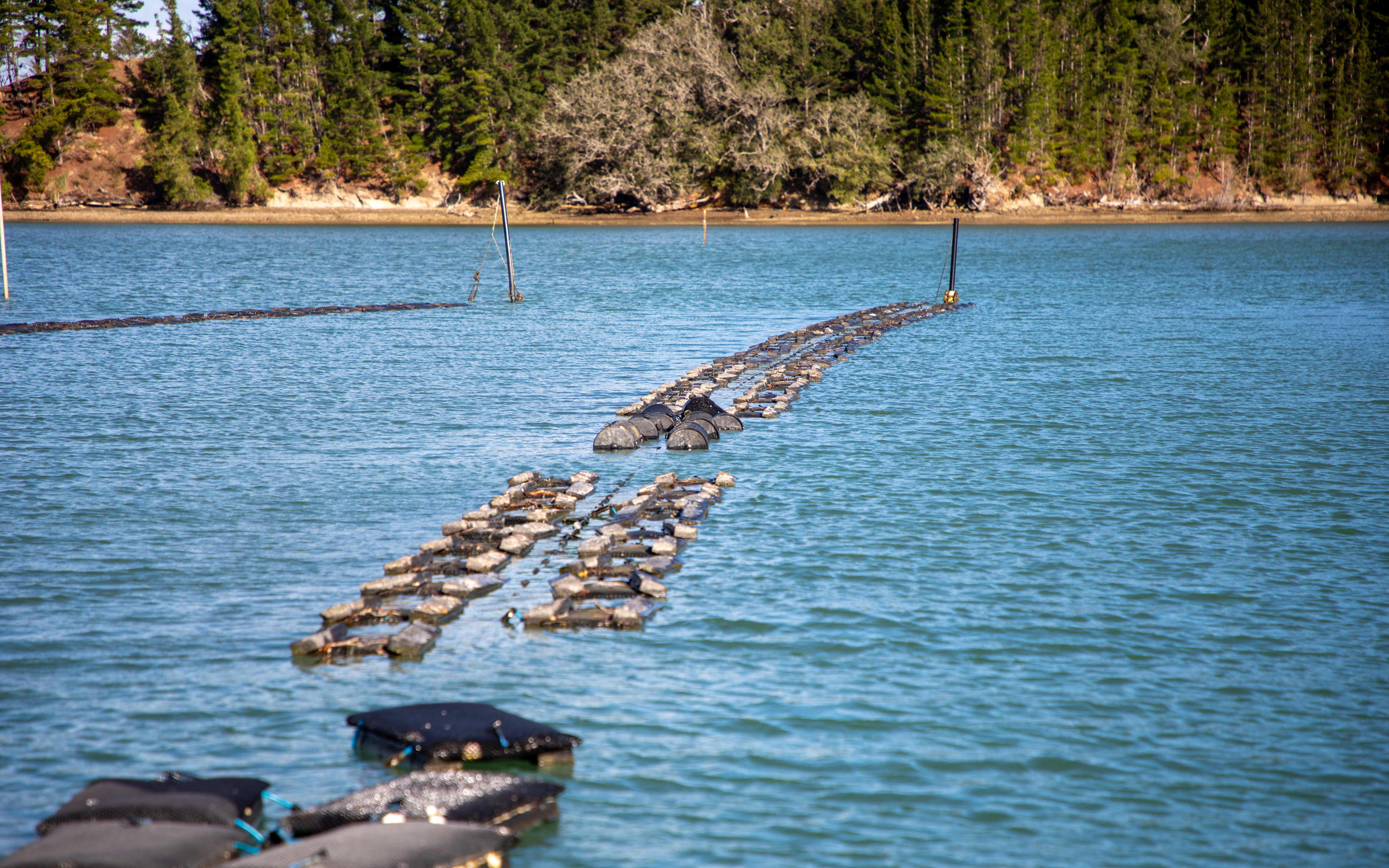 Mahurangi Oysters