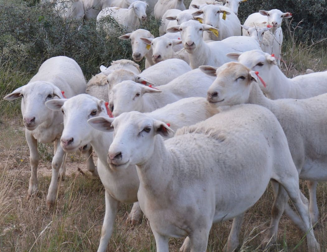 Dorper ewes