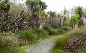 On a walk part way around the Travis Wetland Nature Heritage Park, Christchurch New Zealand.