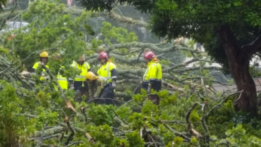 Crews work to free a person trapped in a car in Rotorua when a tree fell on the vehicle