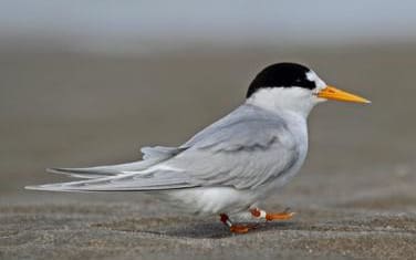 Tara-iti (new Zealand Fairy Tern)